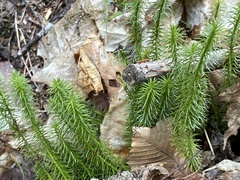 Lycopodiales