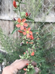 Sphaeralcea angustifolia
