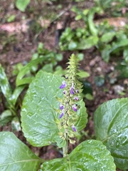 Coleus monostachyus