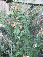 Sphaeralcea angustifolia