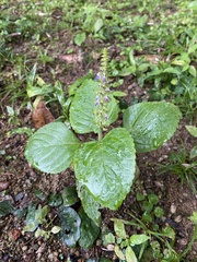 Coleus monostachyus