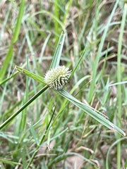 Cyperus sesquiflorus