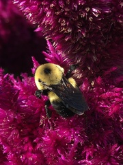 Bombus griseocollis