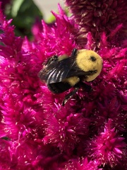 Bombus griseocollis