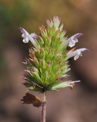 Agastache pallidiflora