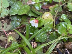 Torenia polygonoides