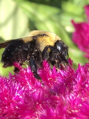 Bombus griseocollis