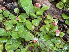 Torenia polygonoides
