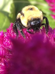 Bombus griseocollis