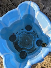 Chilomycterus schoepfii