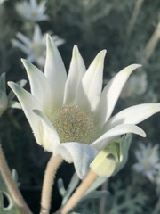 Actinotus helianthi