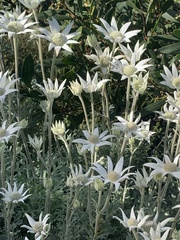 Actinotus helianthi