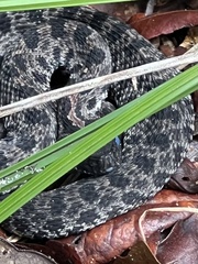 Sistrurus miliarius barbouri