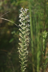 Liatris elegans