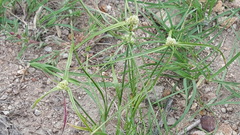 Cyperus seslerioides