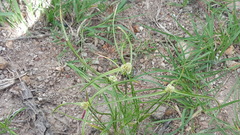 Cyperus seslerioides