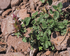 Agastache pallidiflora