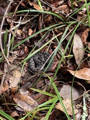 Sistrurus miliarius barbouri