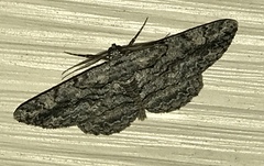 Hypomecis transcissa