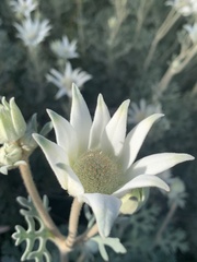 Actinotus helianthi