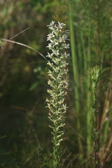 Liatris elegans