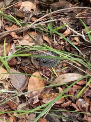 Sistrurus miliarius barbouri