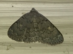 Idia diminuendis