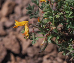 Corydalis aurea