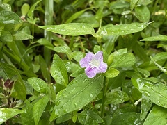 Ruellia repens