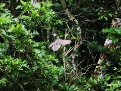 Psilorhinus morio
