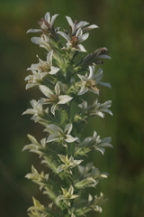 Liatris elegans