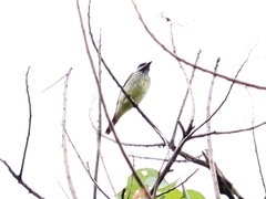 Myiodynastes luteiventris