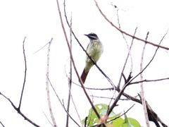 Myiodynastes luteiventris