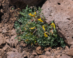 Corydalis aurea