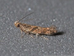 Aristotelia rubidella