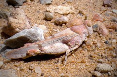 Cibolacris parviceps