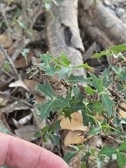 Berberis trifoliolata