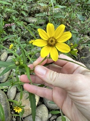 Bidens laevis