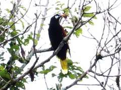 Psarocolius montezuma