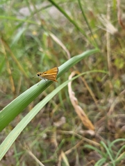 Copaeodes aurantiaca