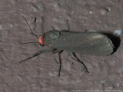 Virbia laeta