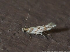 Aristotelia ivae