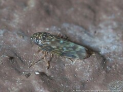 Xestocephalus superbus