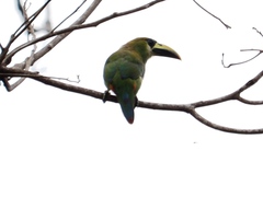 Aulacorhynchus prasinus