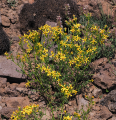 Senecio eremophilus