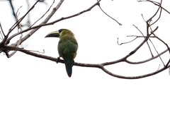 Aulacorhynchus prasinus