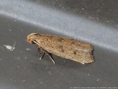 Glyphidocera juniperella