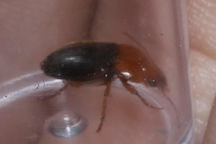 Amphasia interstitialis