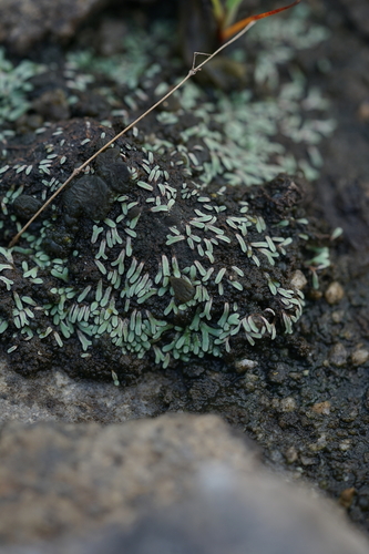 Riccia tenella