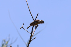 Sporophila minuta